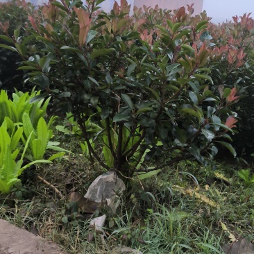 红叶石楠毛球
