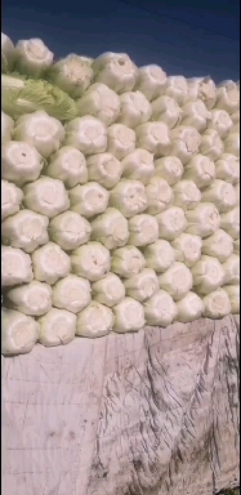 精品大白菜大量有货，有需要的联系我，价格合理，产地直供，