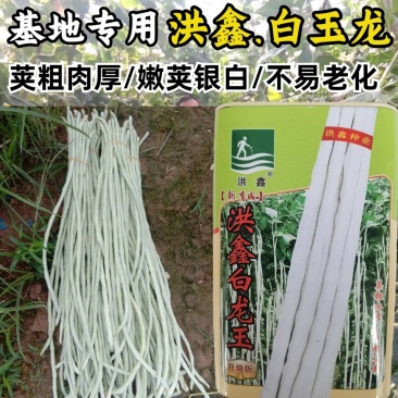 洪鑫白龙玉白豇豆种子嫩白皮长豆角种子籽春秋耐热豇豆种子