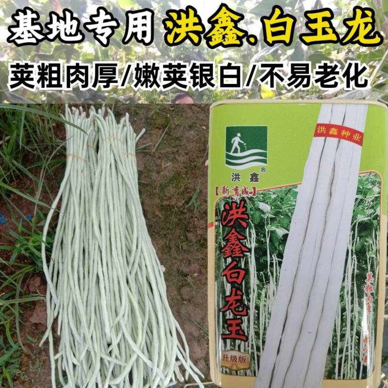 洪鑫白龙玉白豇豆种子嫩白皮长豆角种子籽春秋耐热豇豆种子