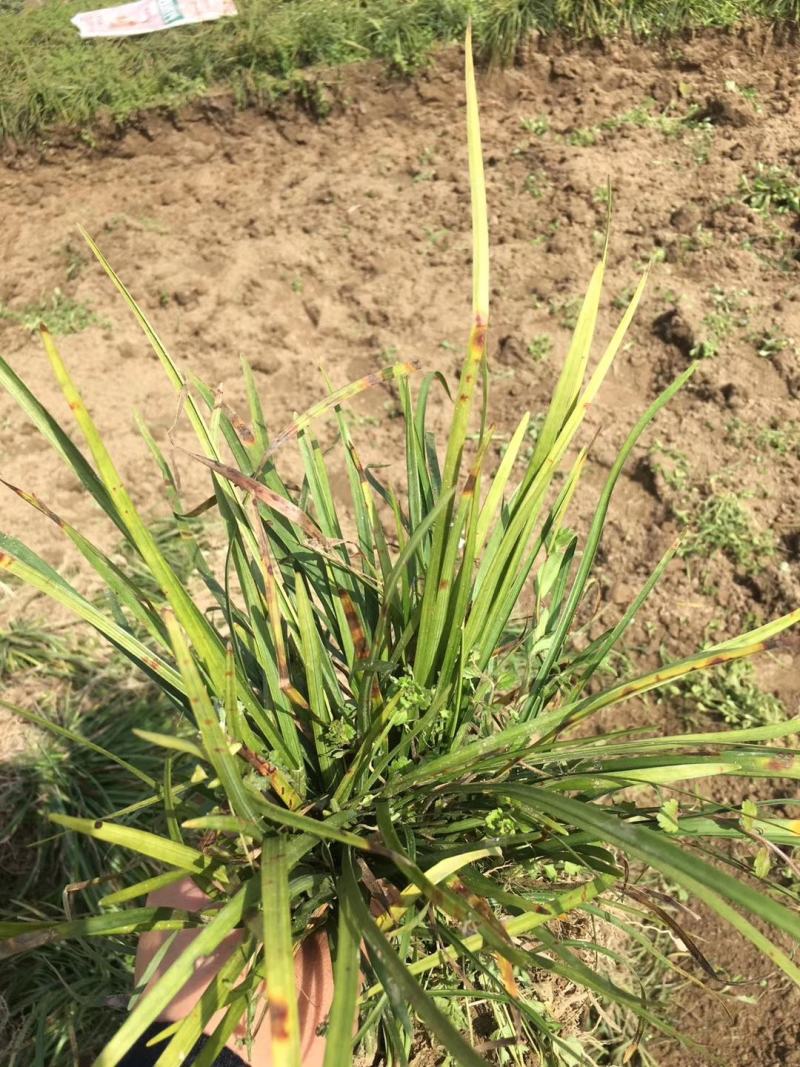 湖北麦冬草，成活率高绿化麦冬草。产地直销，可视频看货