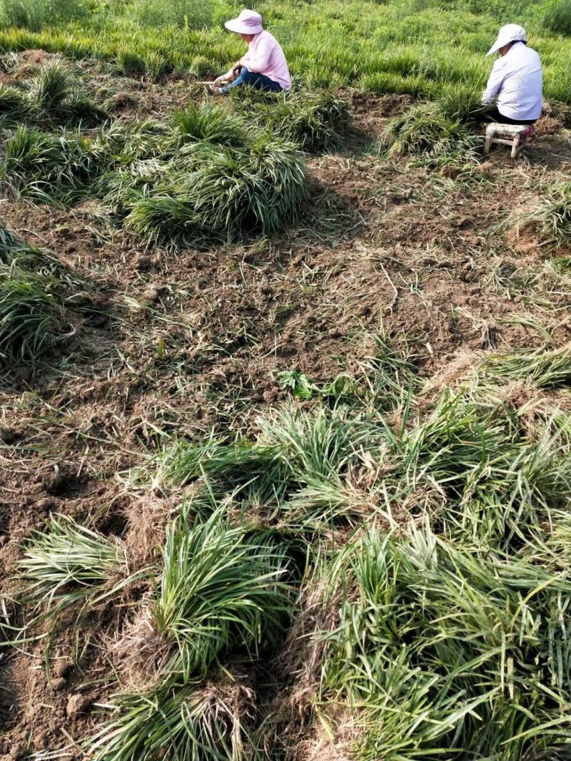 湖北麦冬草，成活率高绿化麦冬草。产地直销，可视频看货