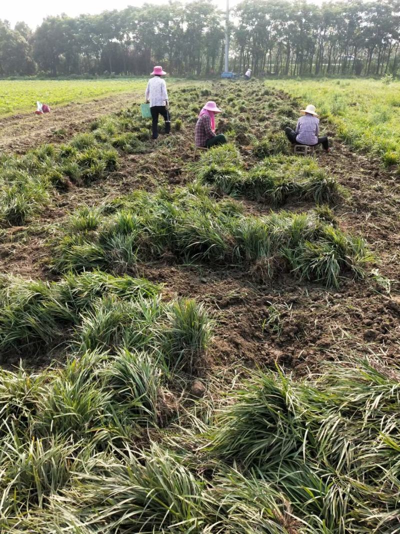 湖北麦冬草，成活率高绿化麦冬草。产地直销，可视频看货