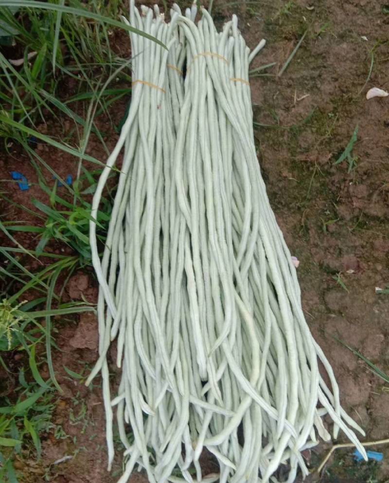 洪鑫白龙玉白豇豆种子嫩白皮长豆角种子籽春秋耐热豇豆种子