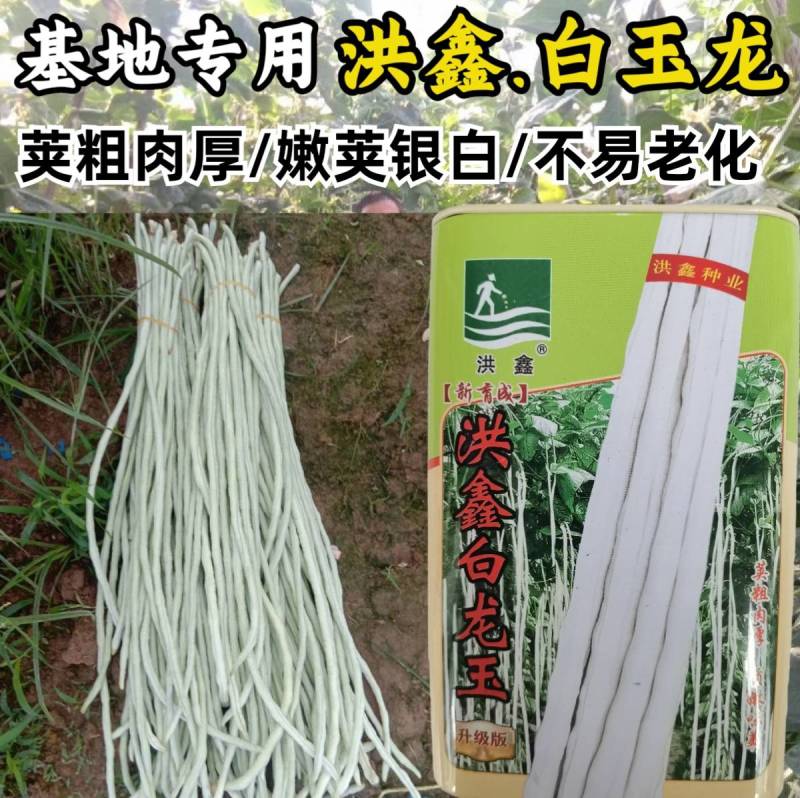 洪鑫白龙玉白豇豆种子嫩白皮长豆角种子籽春秋耐热豇豆种子