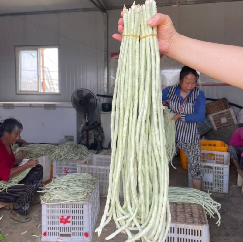洪鑫白龙玉白豇豆种子嫩白皮长豆角种子籽春秋耐热豇豆种子