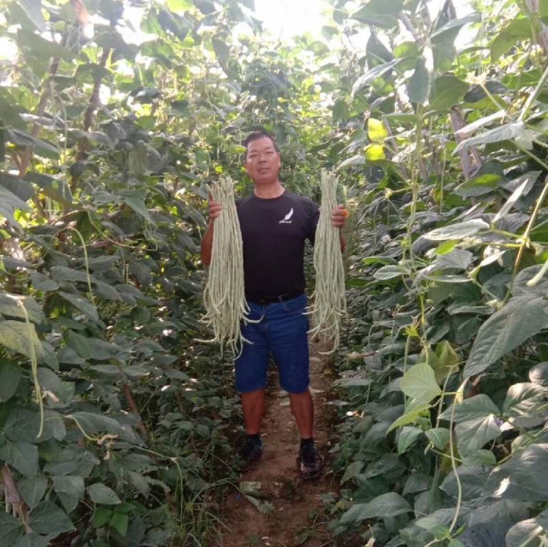 洪鑫白龙玉白豇豆种子嫩白皮长豆角种子籽春秋耐热豇豆种子