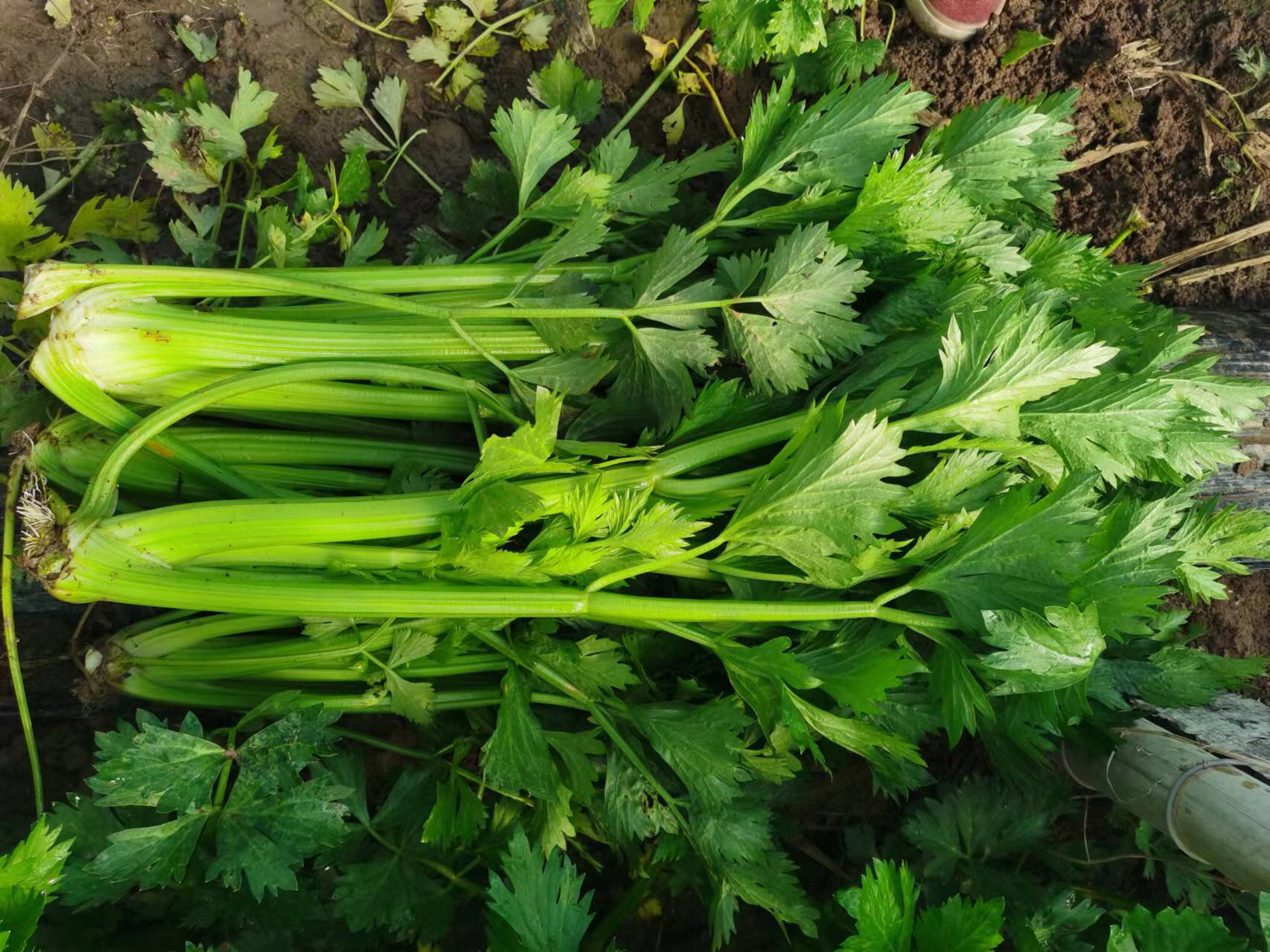 西芹汁与健康饮食搭配