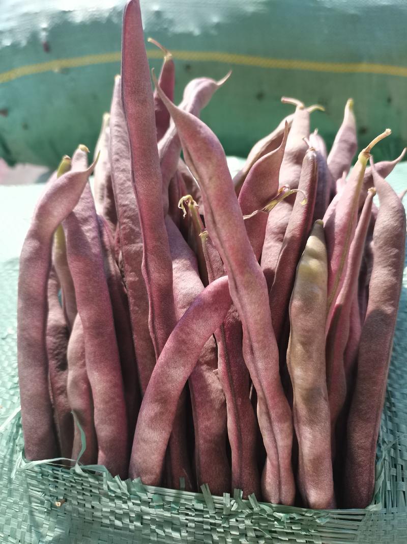 云南特产农家肥自种新鲜蔬菜大紫袍芸豆紫豆角
