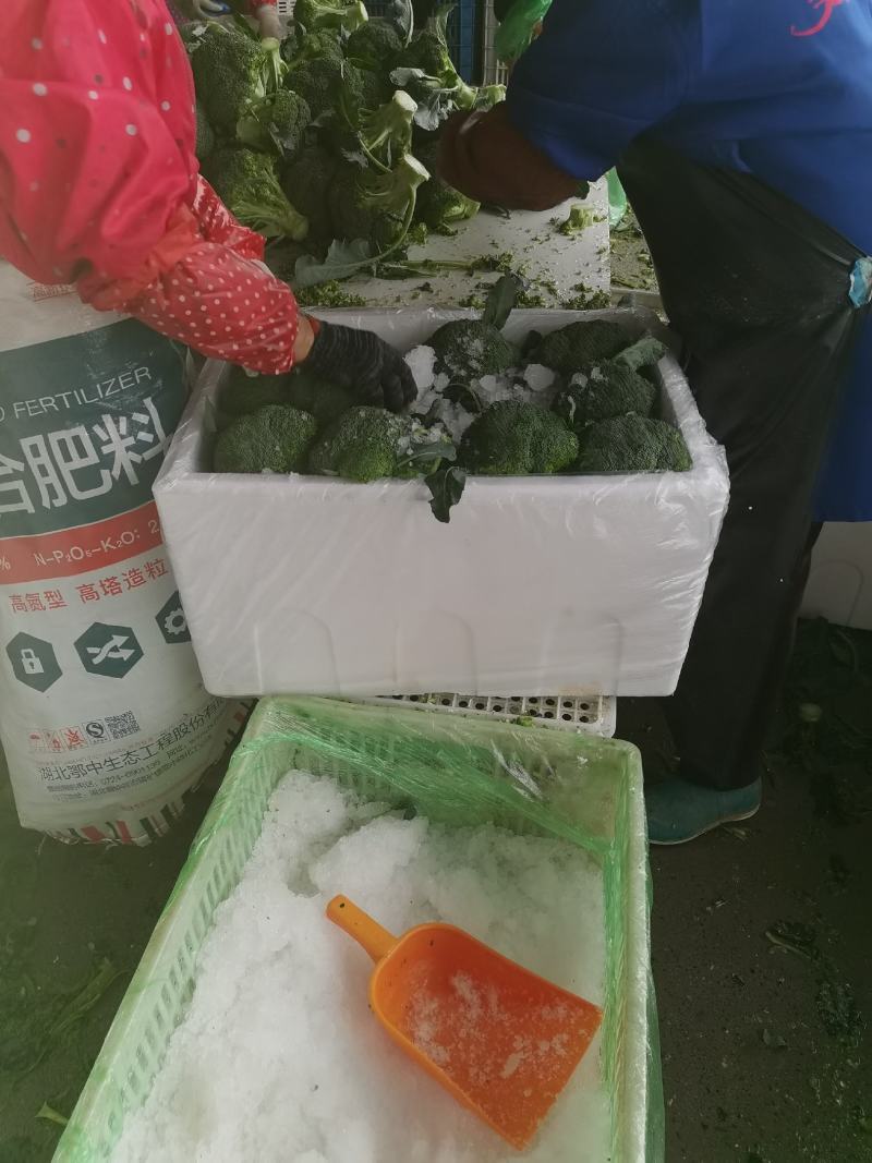 一级市场货、二级、加工厂货大量走货中，走车各种包装走车