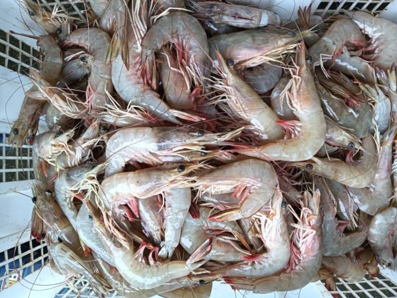 明虾海虾