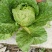 本地145黄心彩色白菜，均匀颗颗饱满