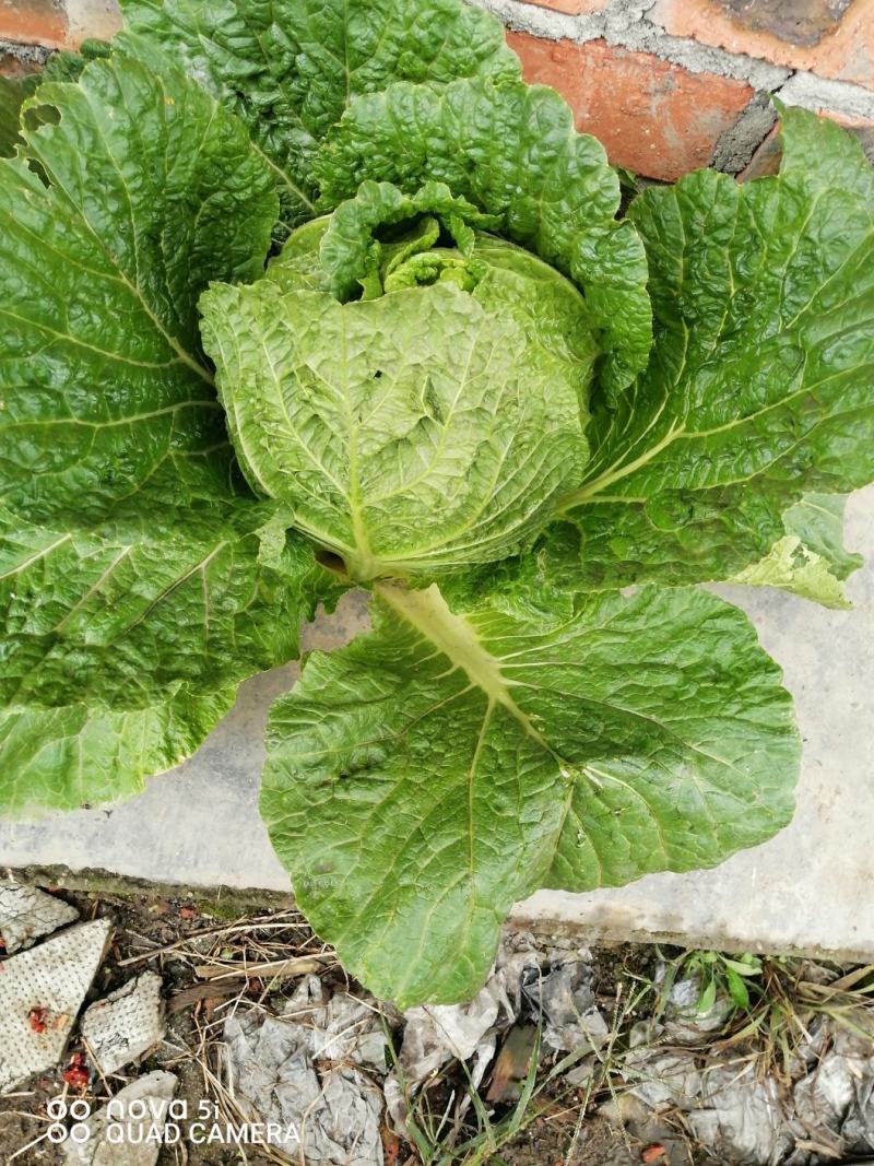 本地145黄心彩色白菜，均匀颗颗饱满