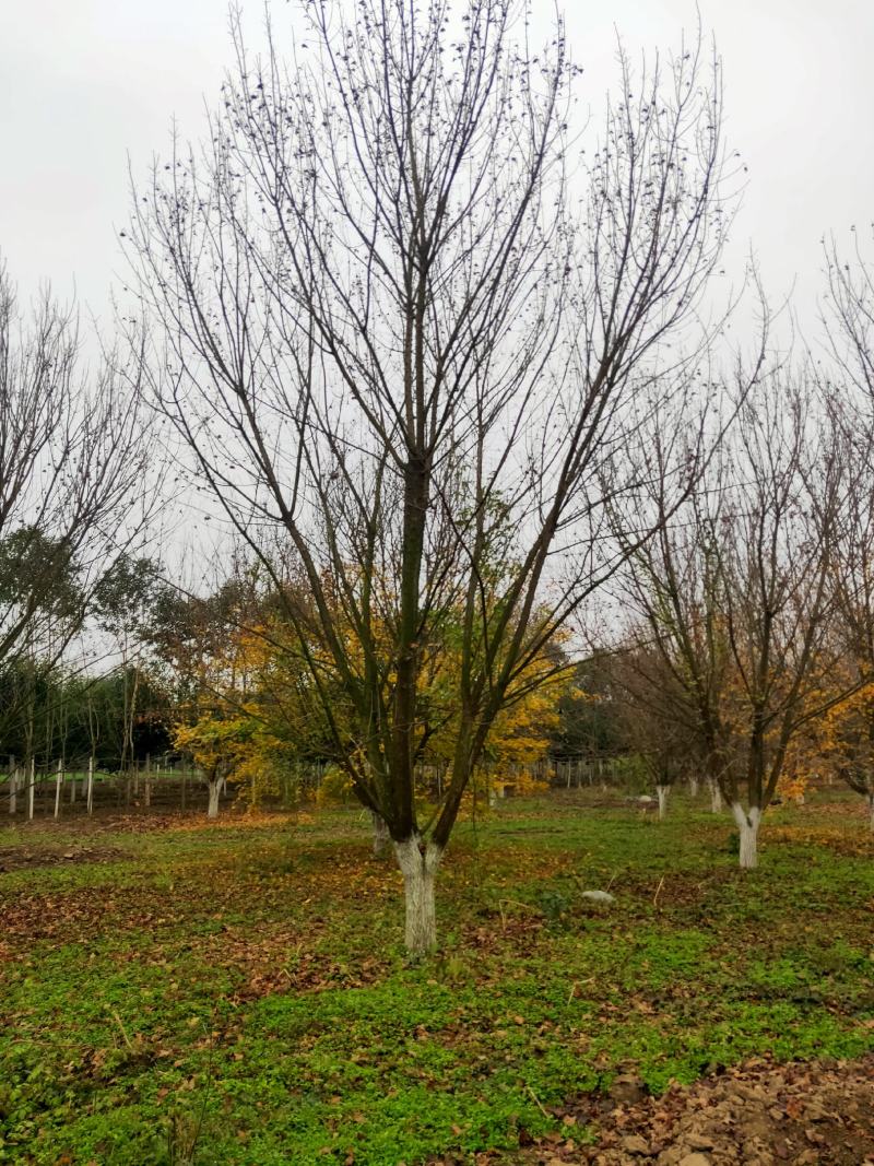 五角枫