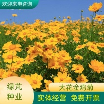多年生大花金鸡菊花种子四季易活花种籽子金鸡菊花籽景观花卉