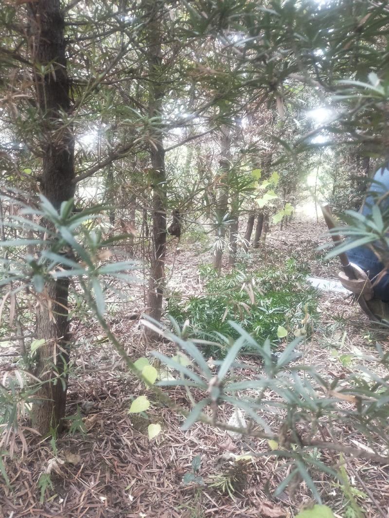 罗汉松，风景树，需要的老板可以进来看看价格优惠