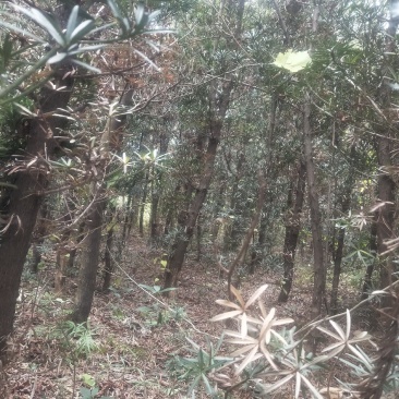 罗汉松，风景树，需要的老板可以进来看看价格优惠