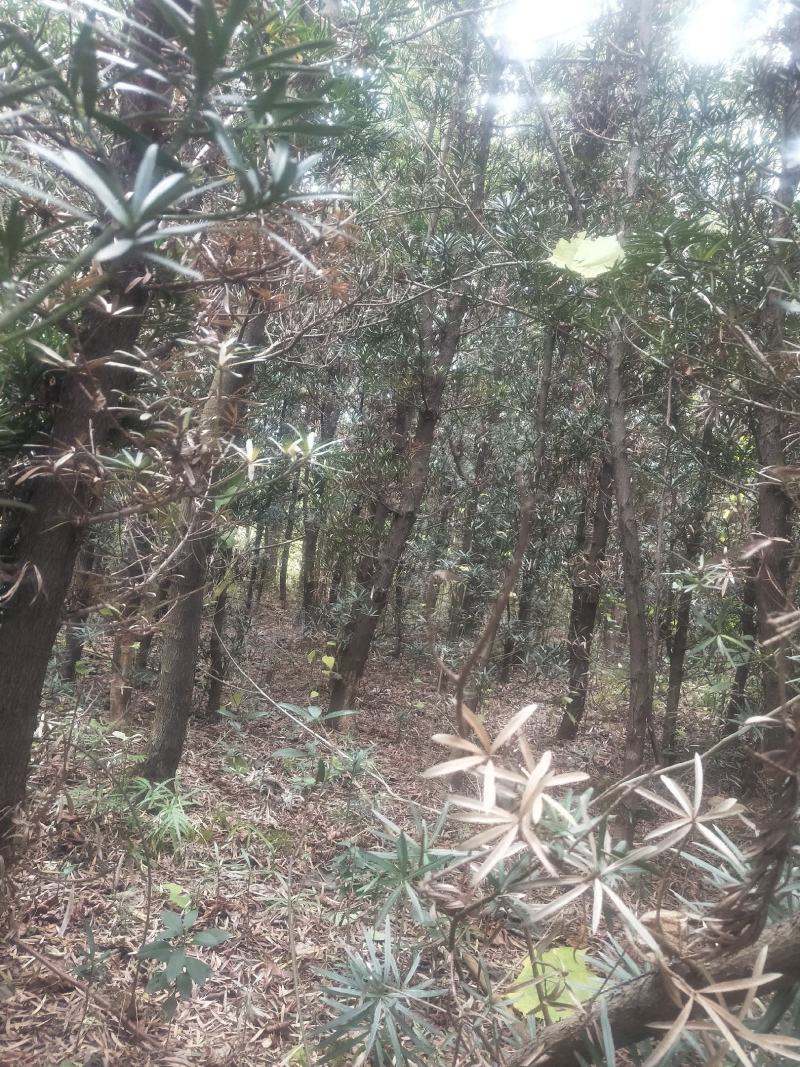 罗汉松，风景树，需要的老板可以进来看看价格优惠