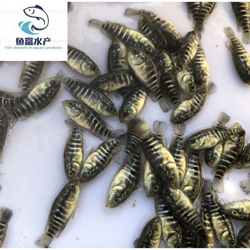 淡水石斑鱼苗好养鱼苗名贵鱼类批发零售好养耐低氧