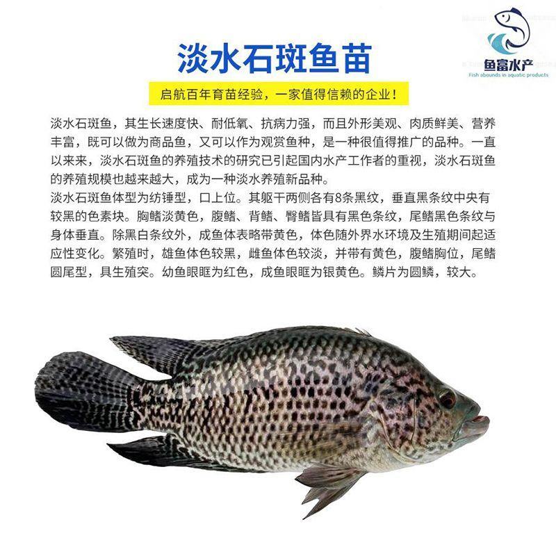 淡水石斑鱼苗好养鱼苗名贵鱼类批发零售好养耐低氧