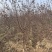 自家基地供应2-5公分红叶榆叶梅3000棵，价格便宜