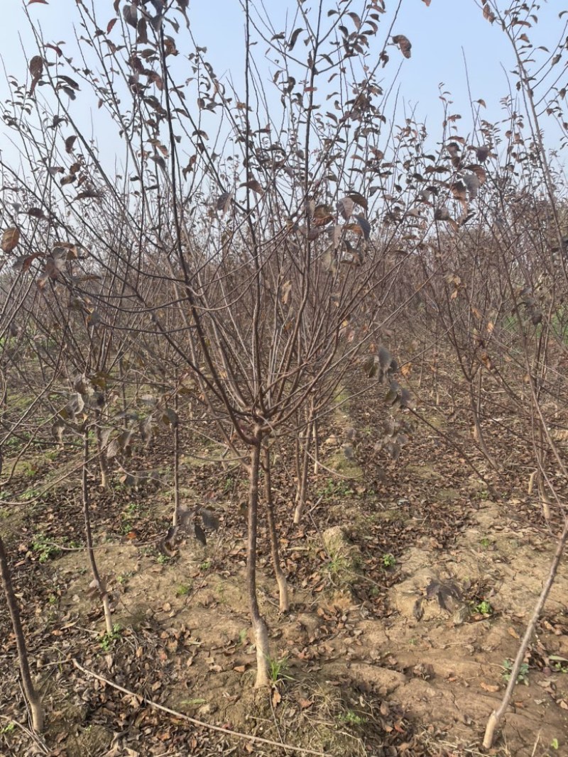 自家基地供应2-5公分红叶榆叶梅3000棵，价格便宜