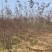 自家基地供应2-5公分红叶榆叶梅3000棵，价格便宜