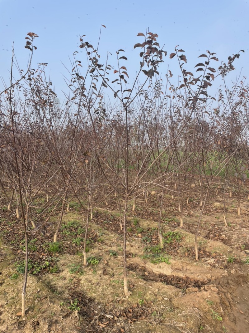 自家基地供应2-5公分红叶榆叶梅3000棵，价格便宜