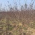 自家基地供应2-5公分红叶榆叶梅3000棵，价格便宜