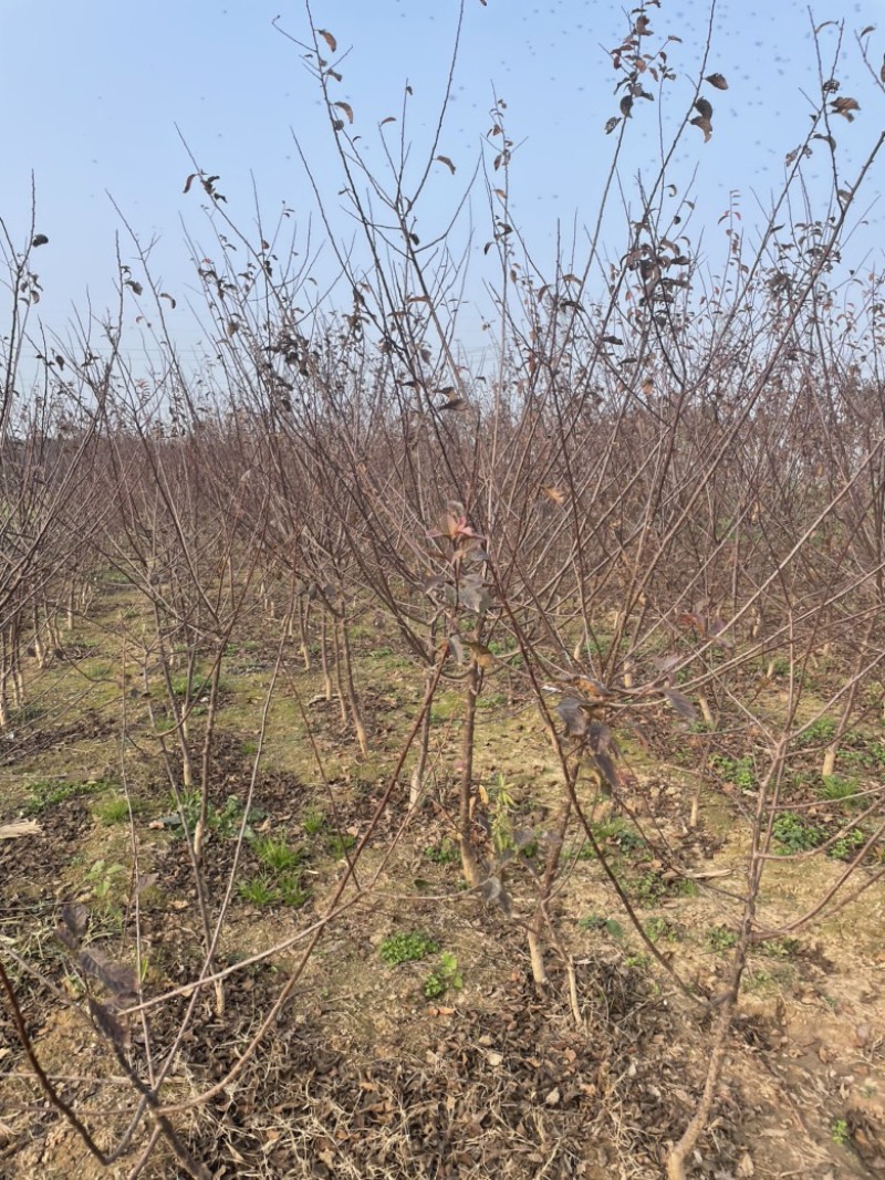 自家基地供应2-5公分红叶榆叶梅3000棵，价格便宜