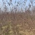 自家基地供应2-5公分红叶榆叶梅3000棵，价格便宜
