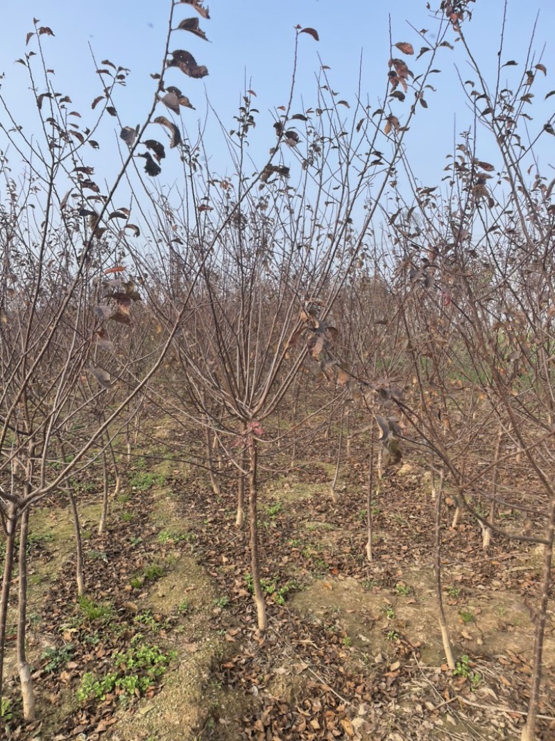 自家基地供应2-5公分红叶榆叶梅3000棵，价格便宜