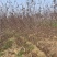 自家基地供应2-5公分红叶榆叶梅3000棵，价格便宜