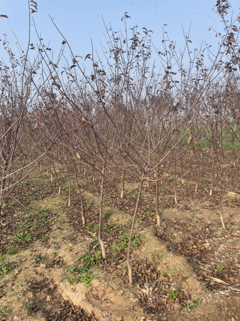 自家基地供应2-5公分红叶榆叶梅3000棵，价格便宜
