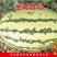 金城五号抗旱耐脊薄80g/盒抗病高甜丰产双红瓤