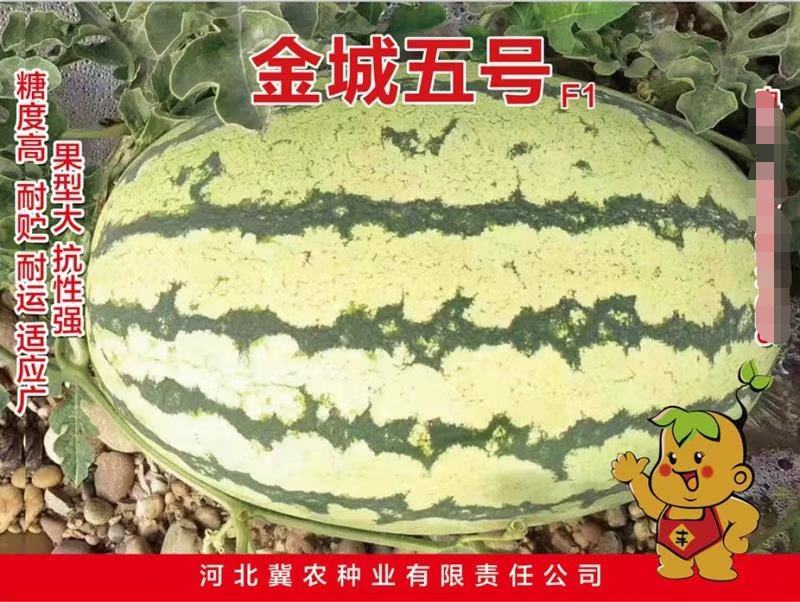 金城五号抗旱耐脊薄80g/盒抗病高甜丰产双红瓤