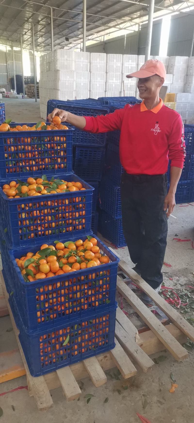 精品，统货，次货每天一个挂车