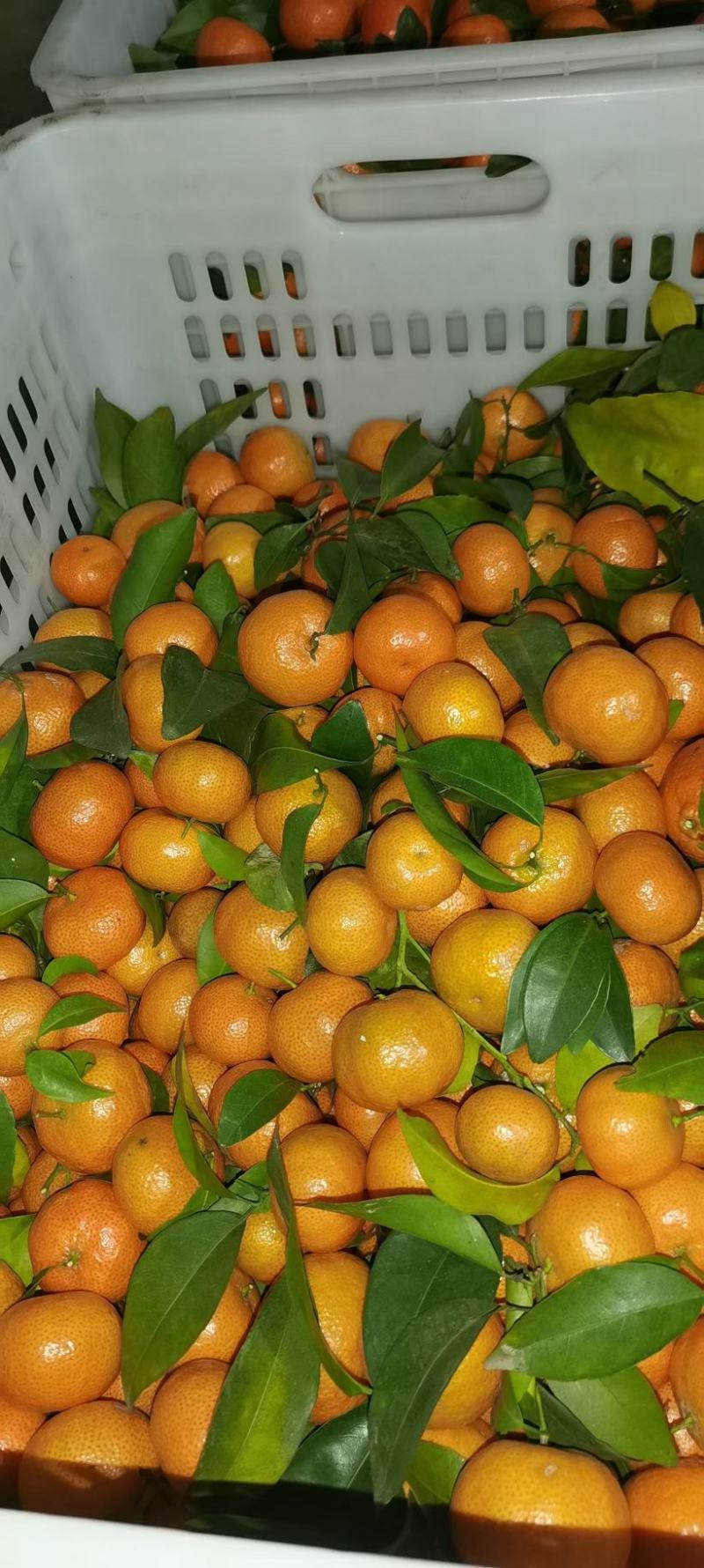 精品，统货，次货每天一个挂车
