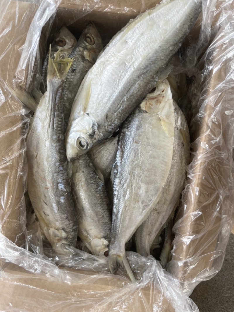 白鳞鱼快鱼白勒鱼腌制咸鱼供应量大规格齐全