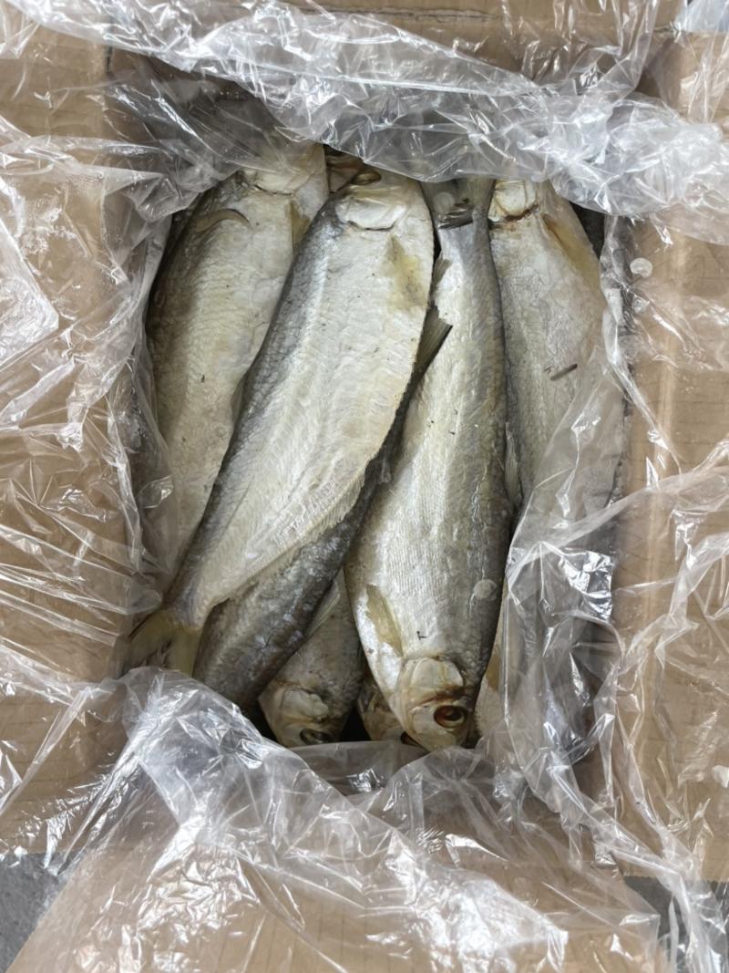 白鳞鱼快鱼白勒鱼腌制咸鱼供应量大规格齐全