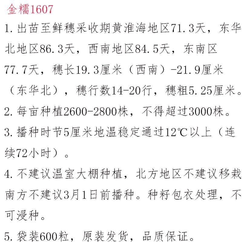 金农科金糯1607白糯玉米种子高产早熟大棒国审加甜糯玉米