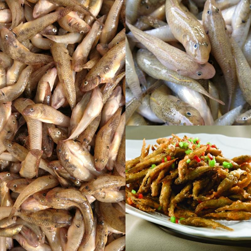 山坑鱼，山根鱼，小黄鱼，一手货源