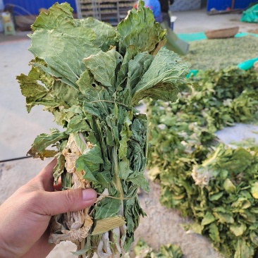 大量出售，烘干干白菜，颜色特别好