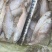 鲜活速冻马口鱼黄鲫子鱼油扣鱼供应量大