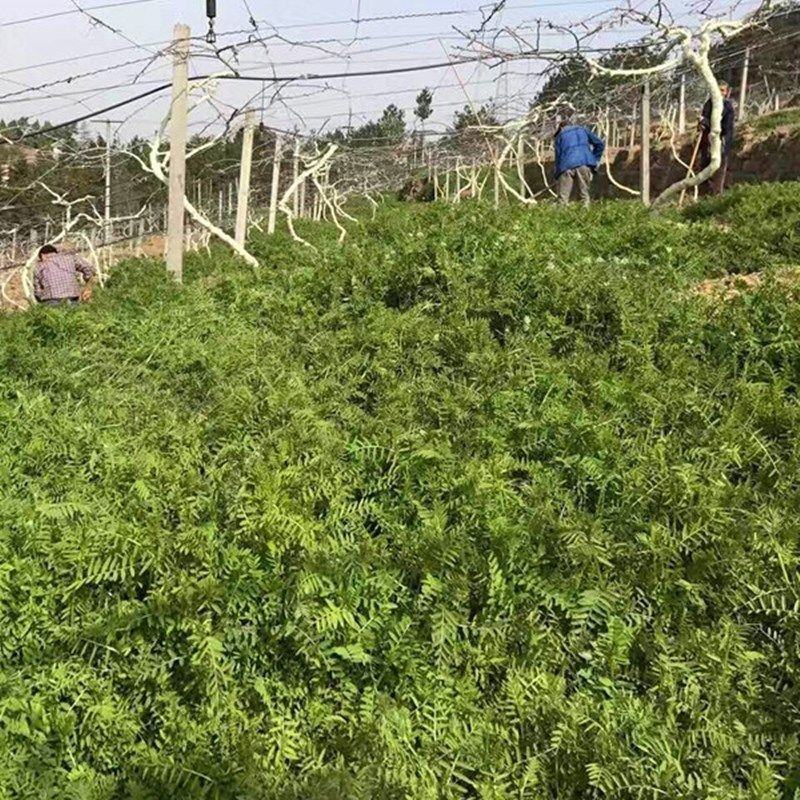 毛苕子种子绿肥种子果园绿肥花卉蜜源牧草种子，牧草种子