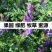 毛苕子种子绿肥种子果园绿肥花卉蜜源牧草种子，牧草种子