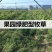 毛苕子种子绿肥种子果园绿肥花卉蜜源牧草种子，牧草种子
