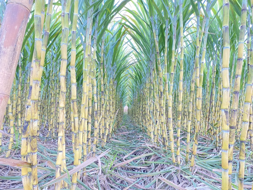 甘蔗春季青翠生长