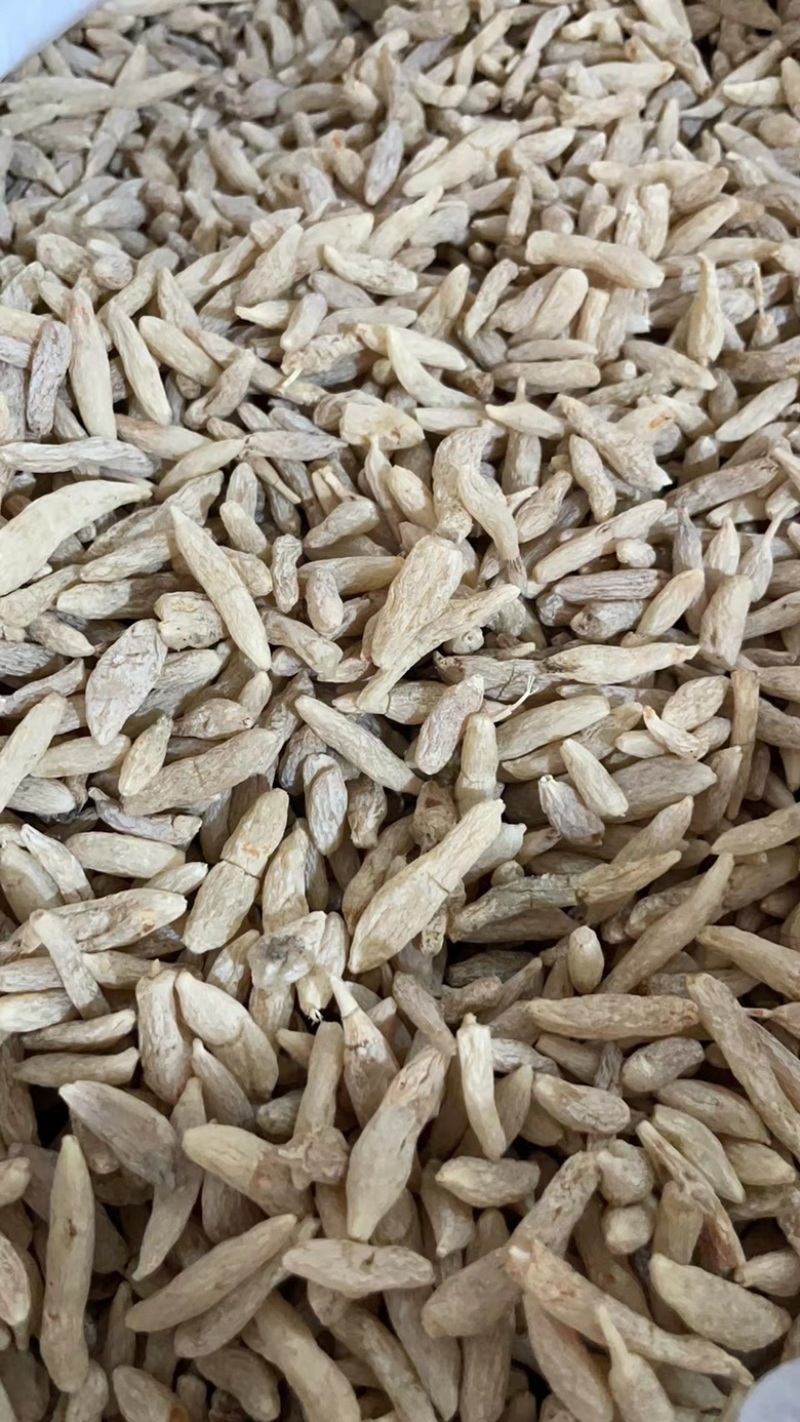 中药材麦冬、麦门冬，寸麦冬，沿阶草