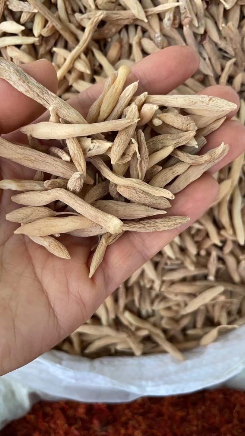 中药材麦冬、麦门冬，寸麦冬，沿阶草